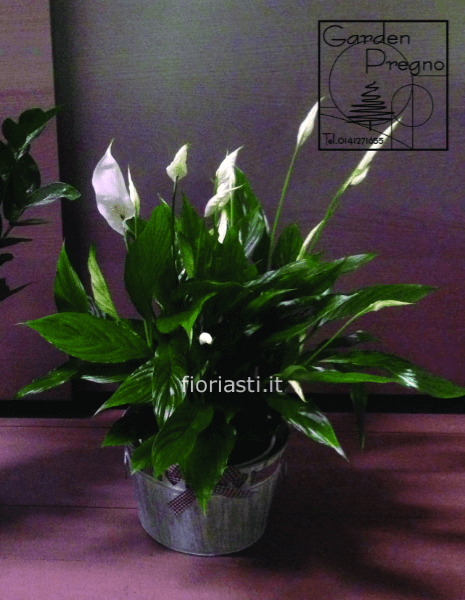 Pianta di Spathifillum