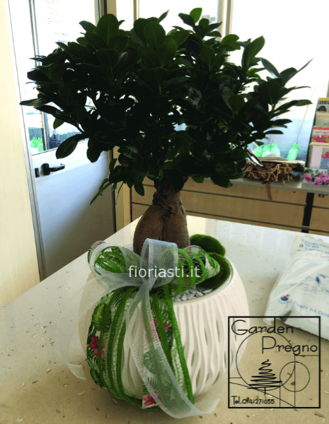 Pianta di bonsai in vaso