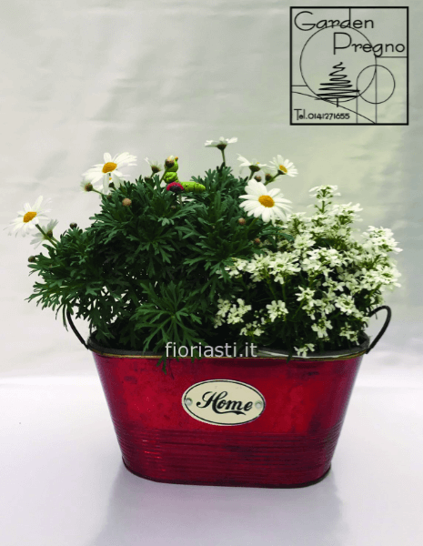 Composizione piante in contenitore di latta