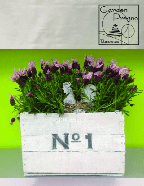 Cassetta legno con piante fiorite