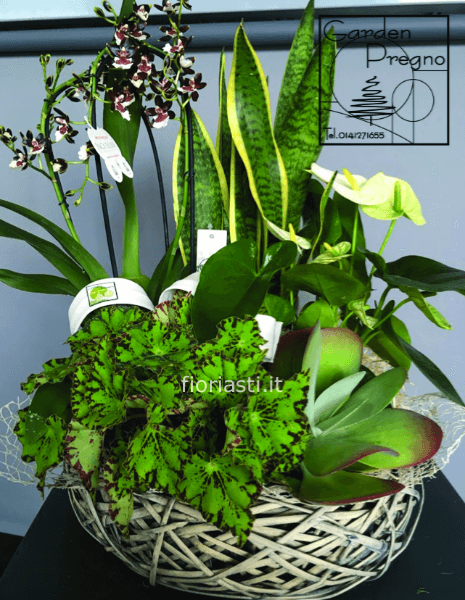 Cesto elegante con orchidea e piante mix