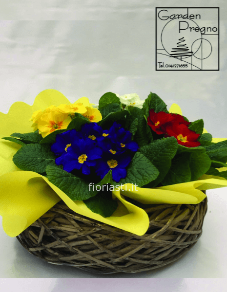 Cesto di primule colorate