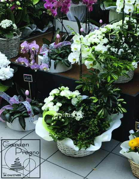 Cesto classico con phalenopsis e piante fiorite