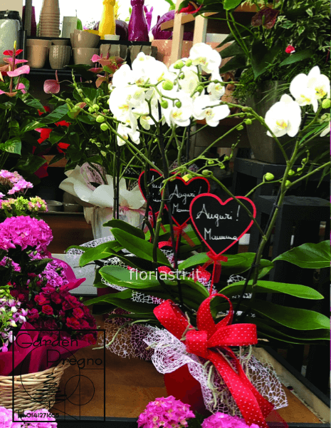 Pianta di orchidea phalenopsis theatro con cuore