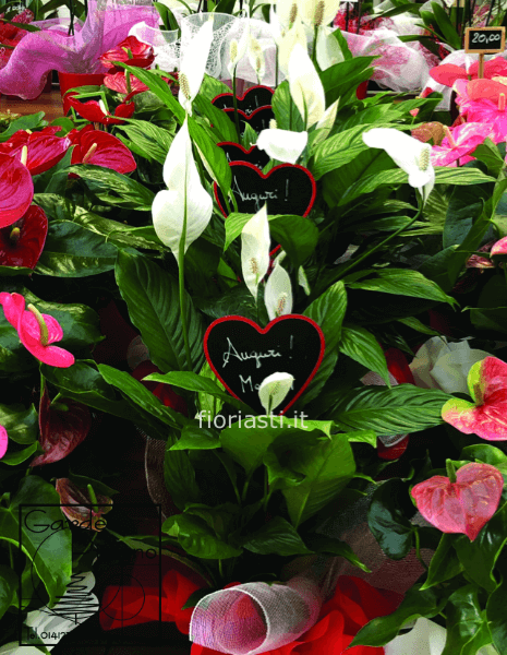 Pianta spatiphillum con cuore