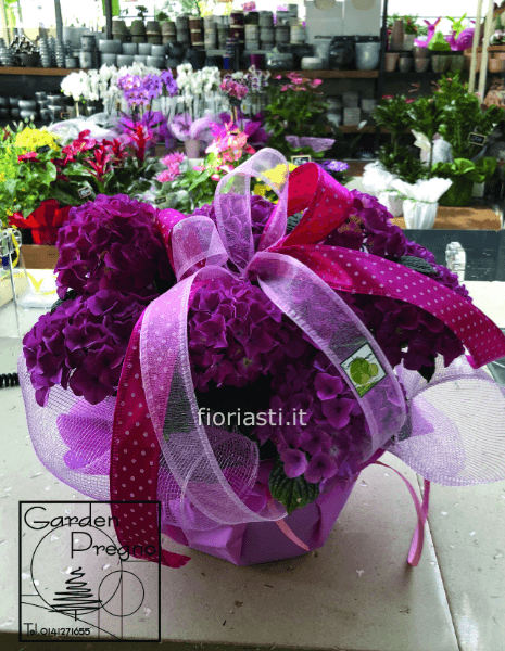 Pianta di ortensia colorata