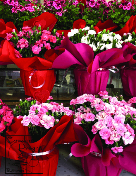 Piante fiorite colorate di stagione