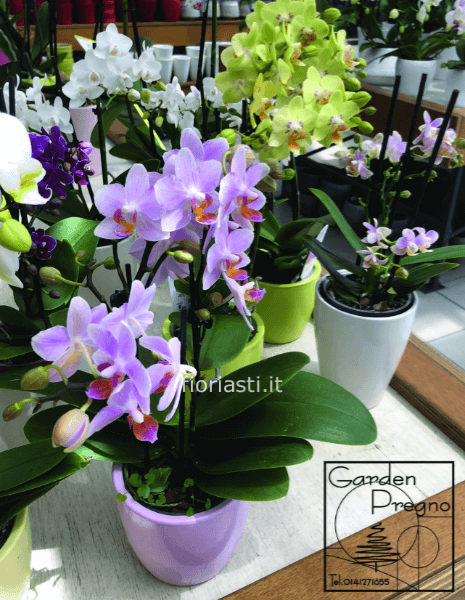 Pianta di Phaleonopsis piccola diversi colori a richiesta.