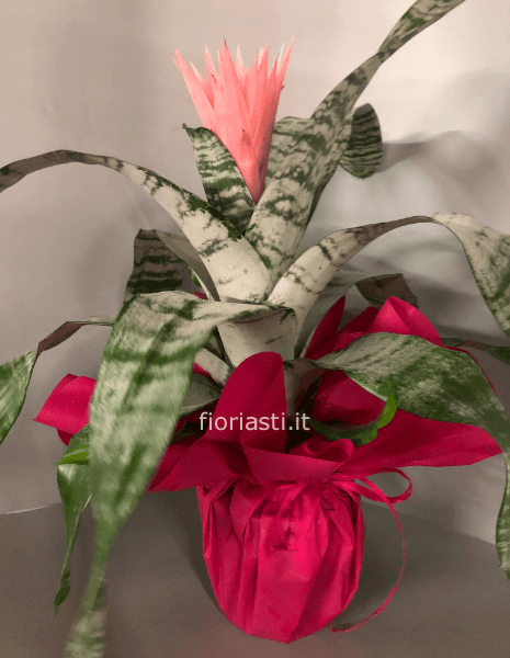 Pianta di Aechmea primera