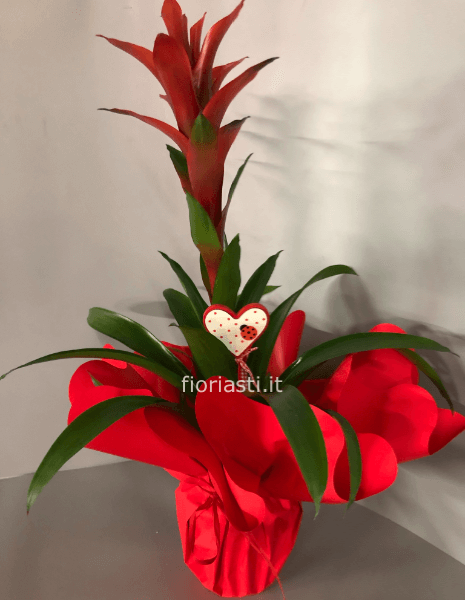 Pianta di Guzmania rossa