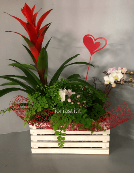 Cassetta con piante di orchidea guzmania e cuore