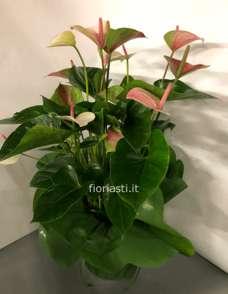 Pianta di Anthurium grande