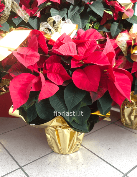 Stella di Natale confezionata vaso 19