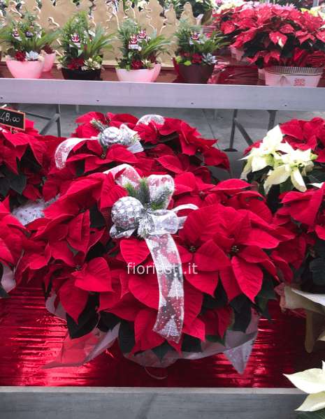 Stella di Natale ciotola confezionata con decorazioni Natalizie