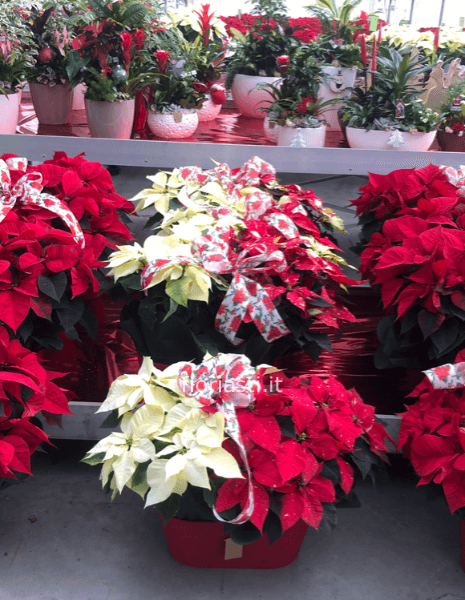 Cesto con 2 stelle di Natale