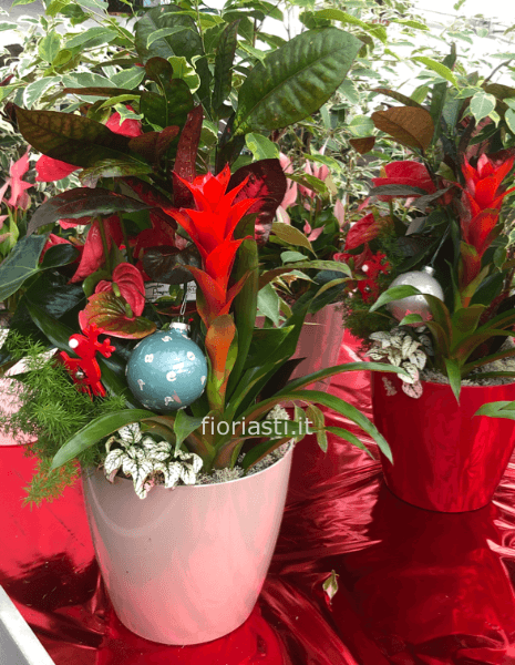 Vaso colorato con piante mix da interno