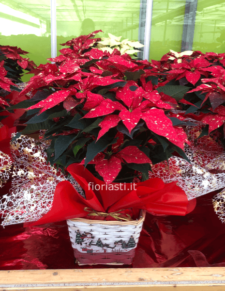 Cesto con Stella di Natale